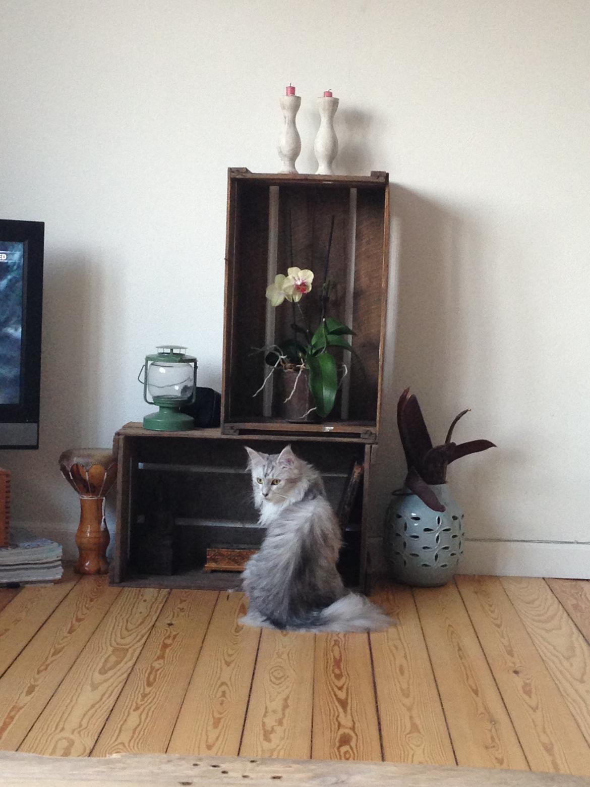 Maine Coon Sille billede 9