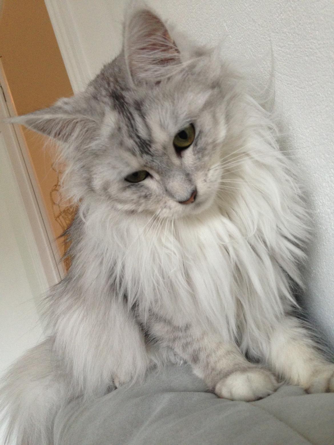 Maine Coon Sille billede 10