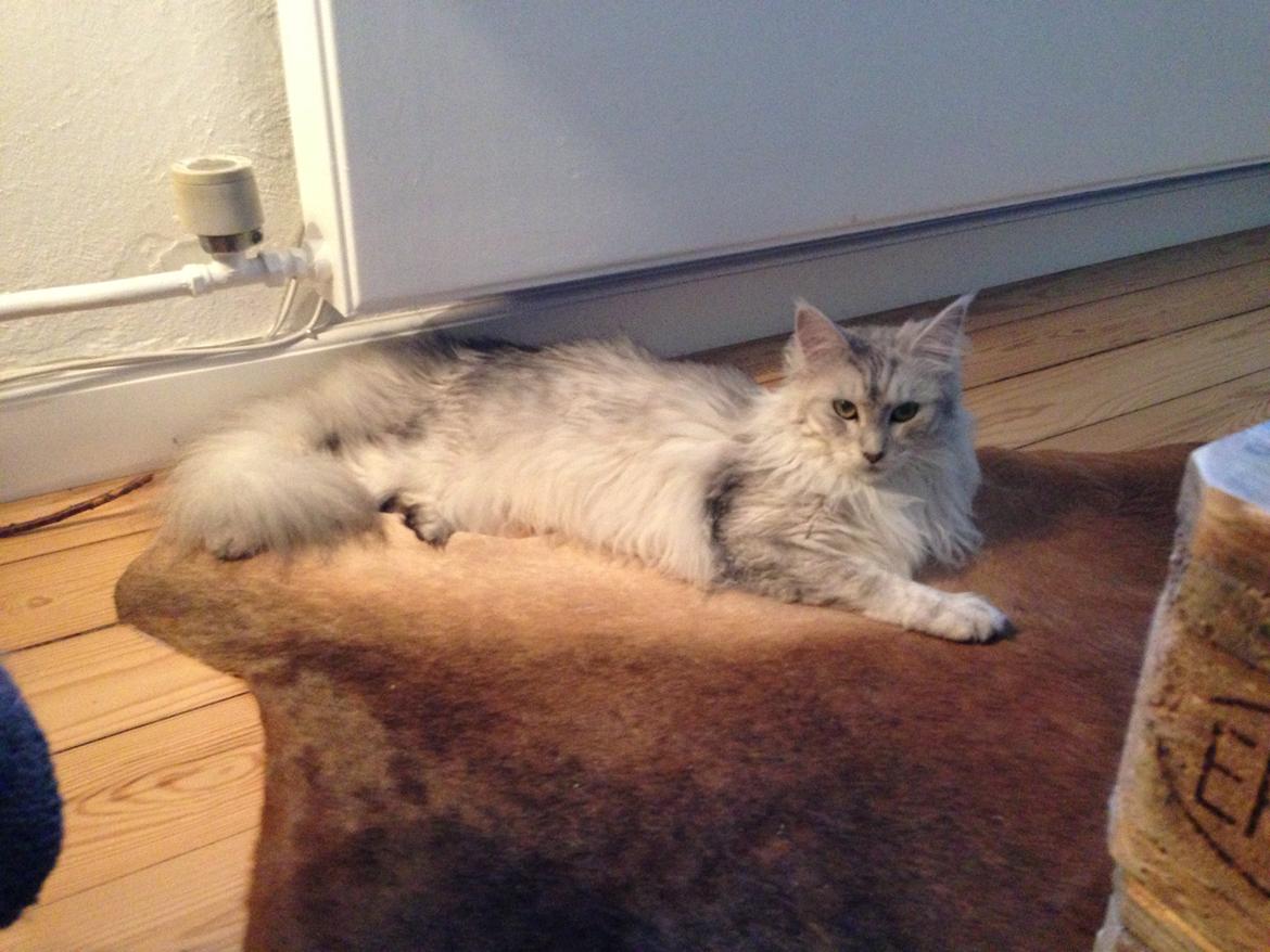 Maine Coon Sille billede 11