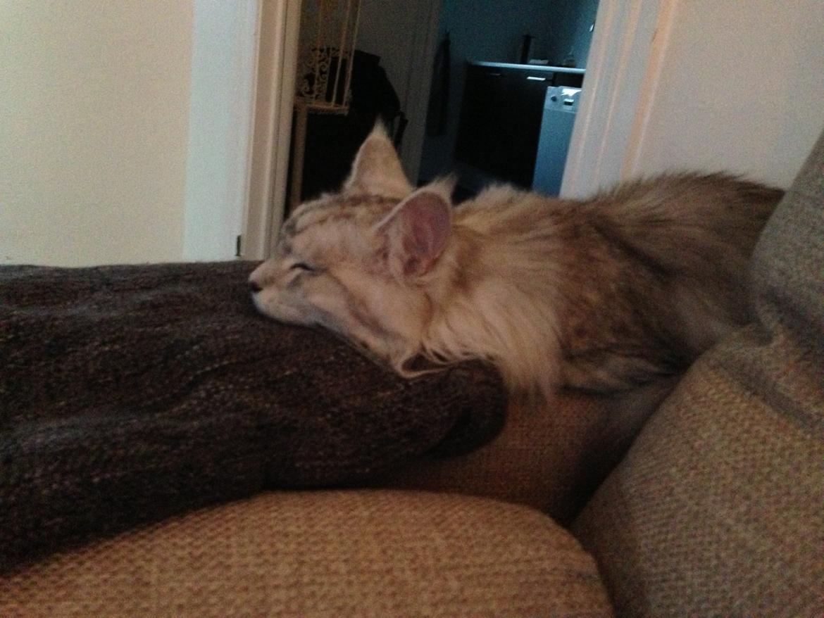 Maine Coon Sille billede 12