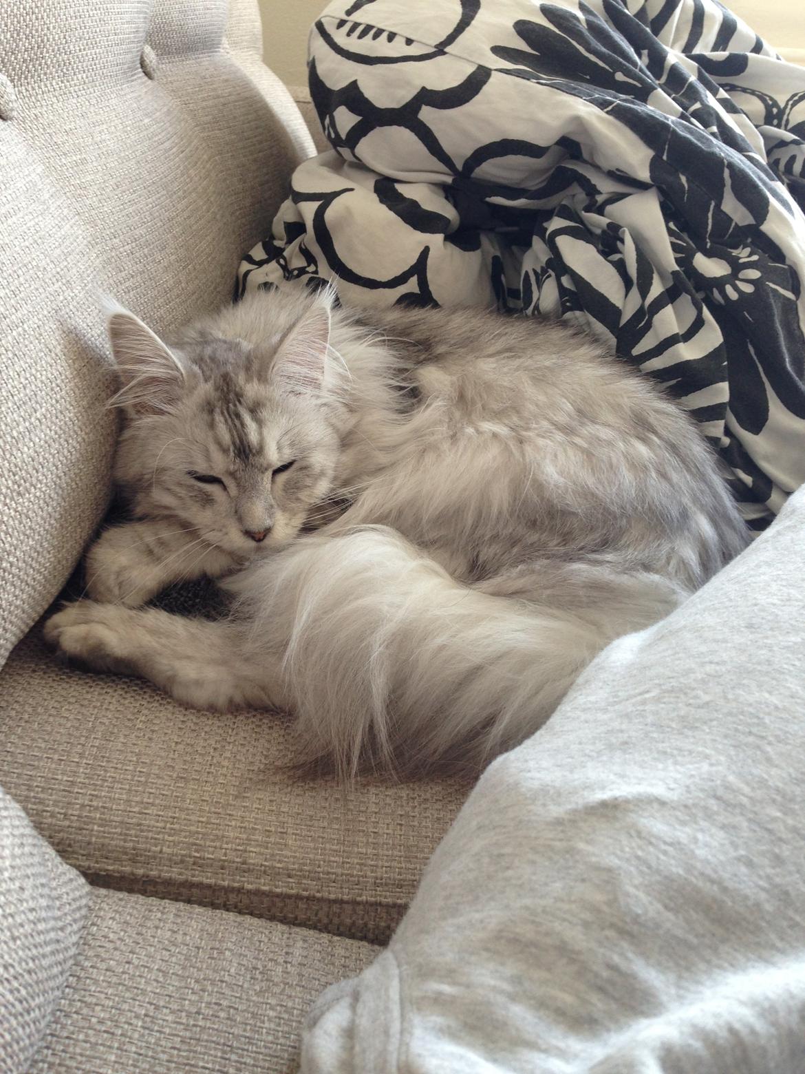 Maine Coon Sille billede 13