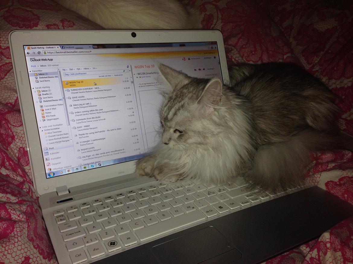 Maine Coon Sille billede 14