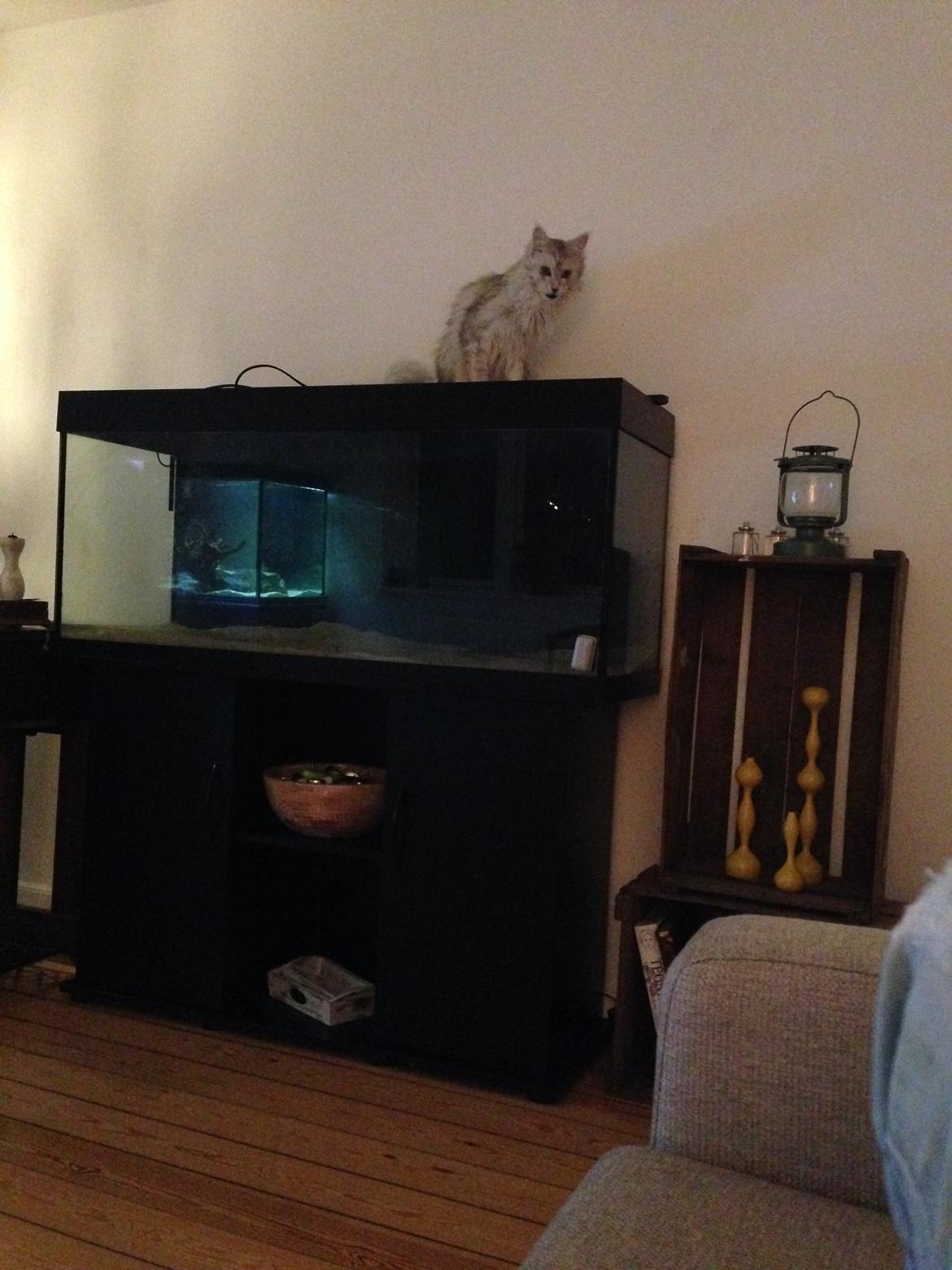 Maine Coon Sille billede 15