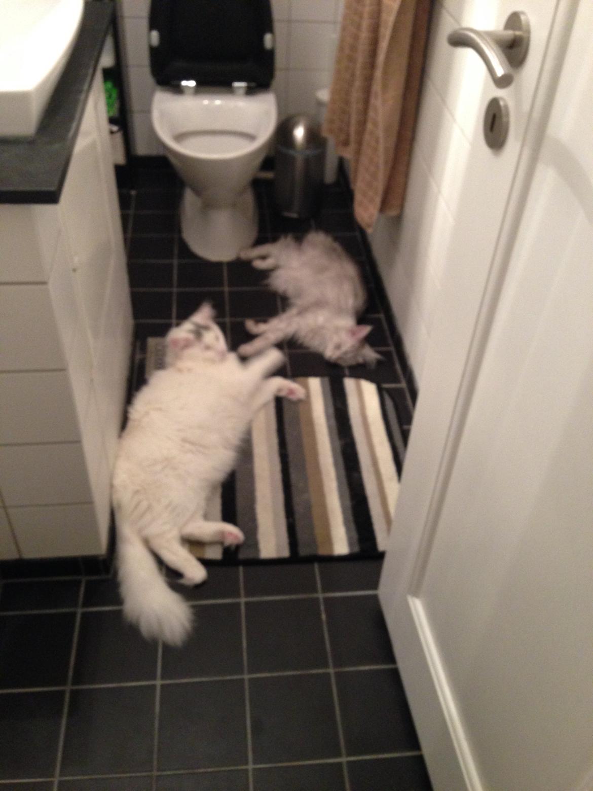 Maine Coon Sille billede 16