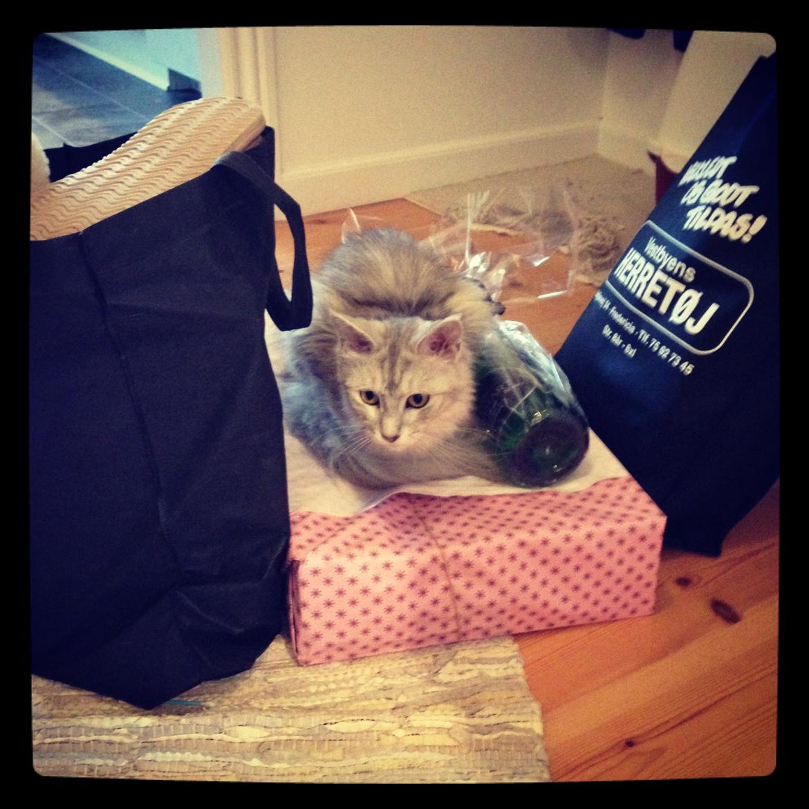 Maine Coon Sille billede 17