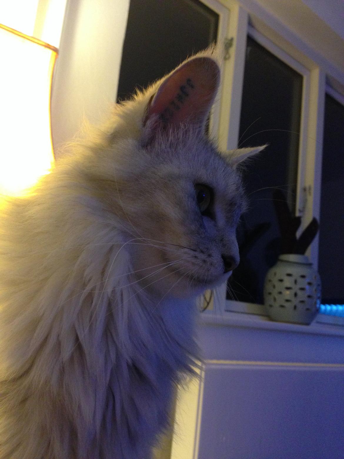 Maine Coon Sille billede 18