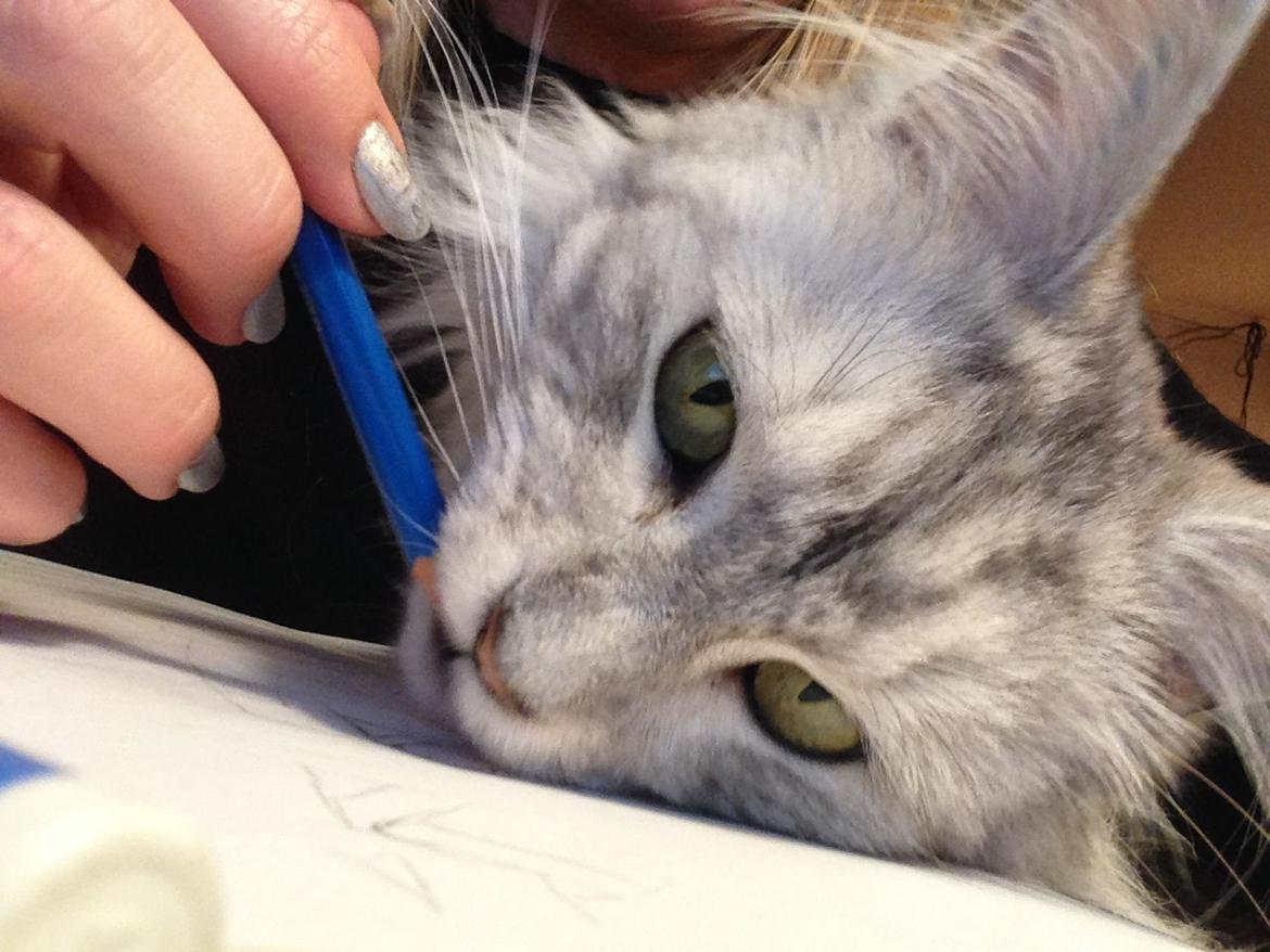 Maine Coon Sille billede 19