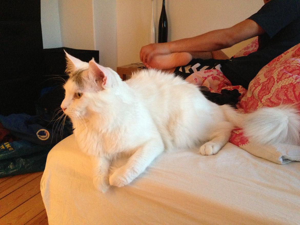 Maine Coon Lui billede 7