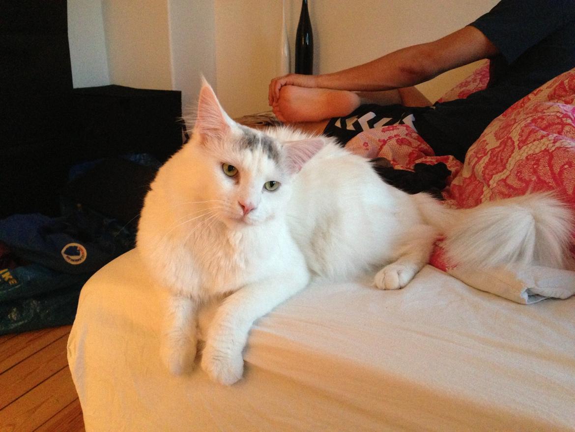 Maine Coon Lui billede 8