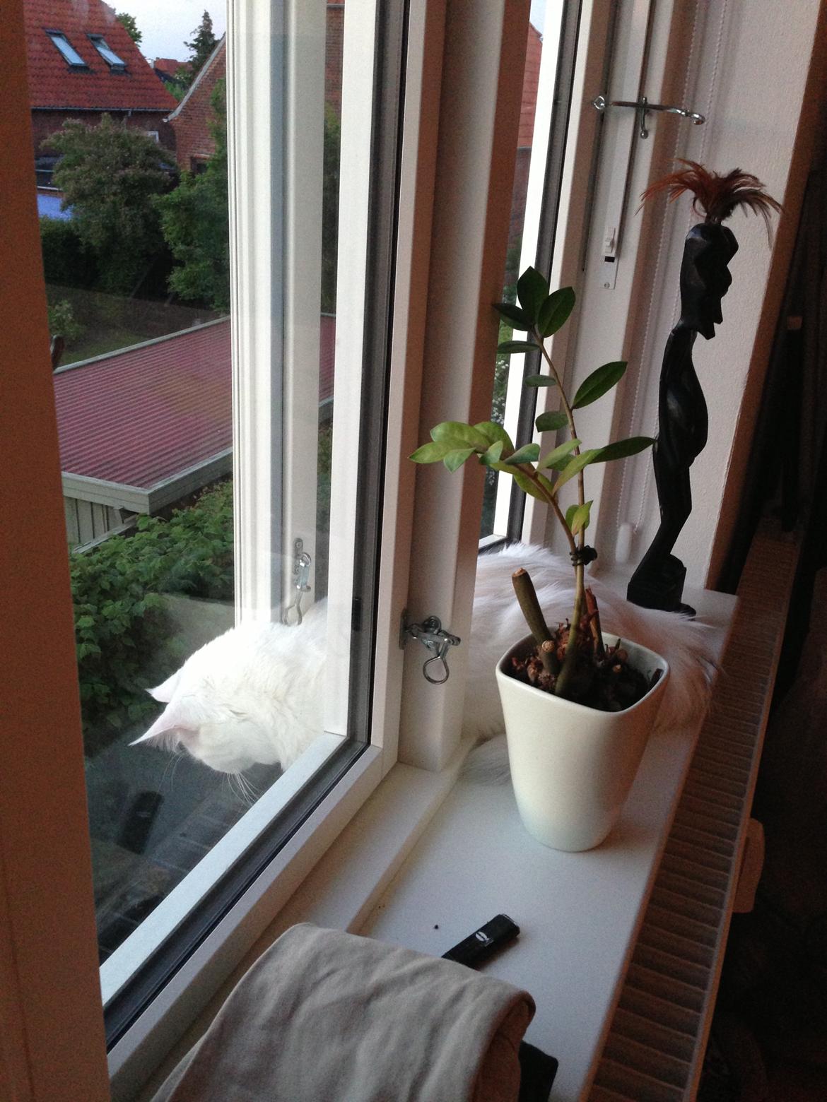 Maine Coon Lui billede 9