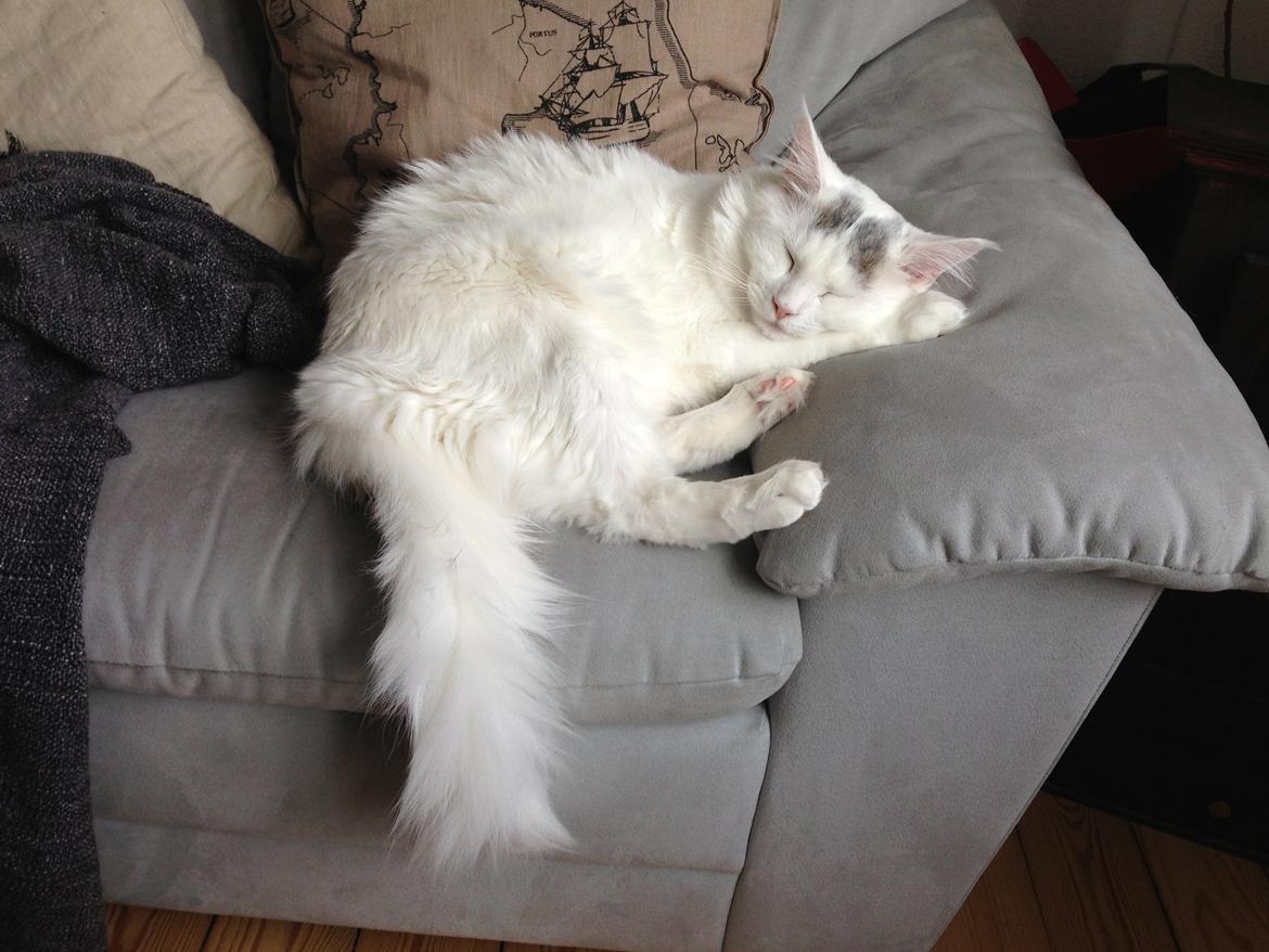 Maine Coon Lui billede 10