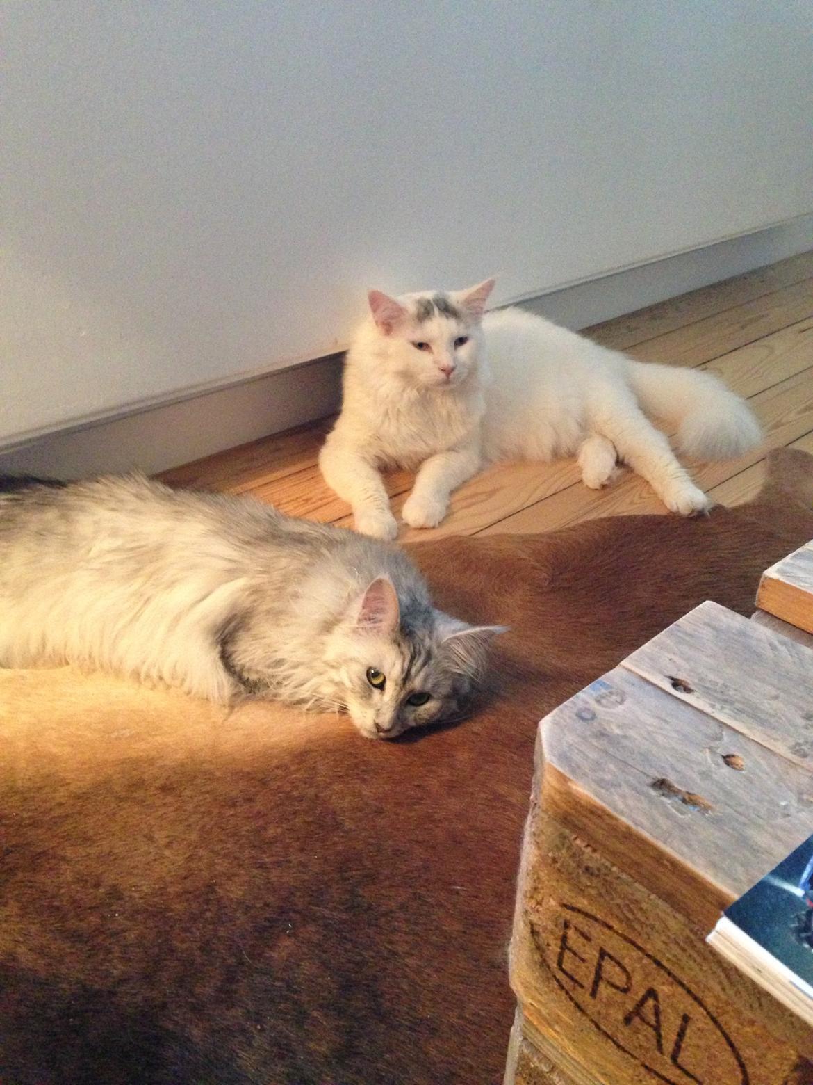 Maine Coon Lui billede 11