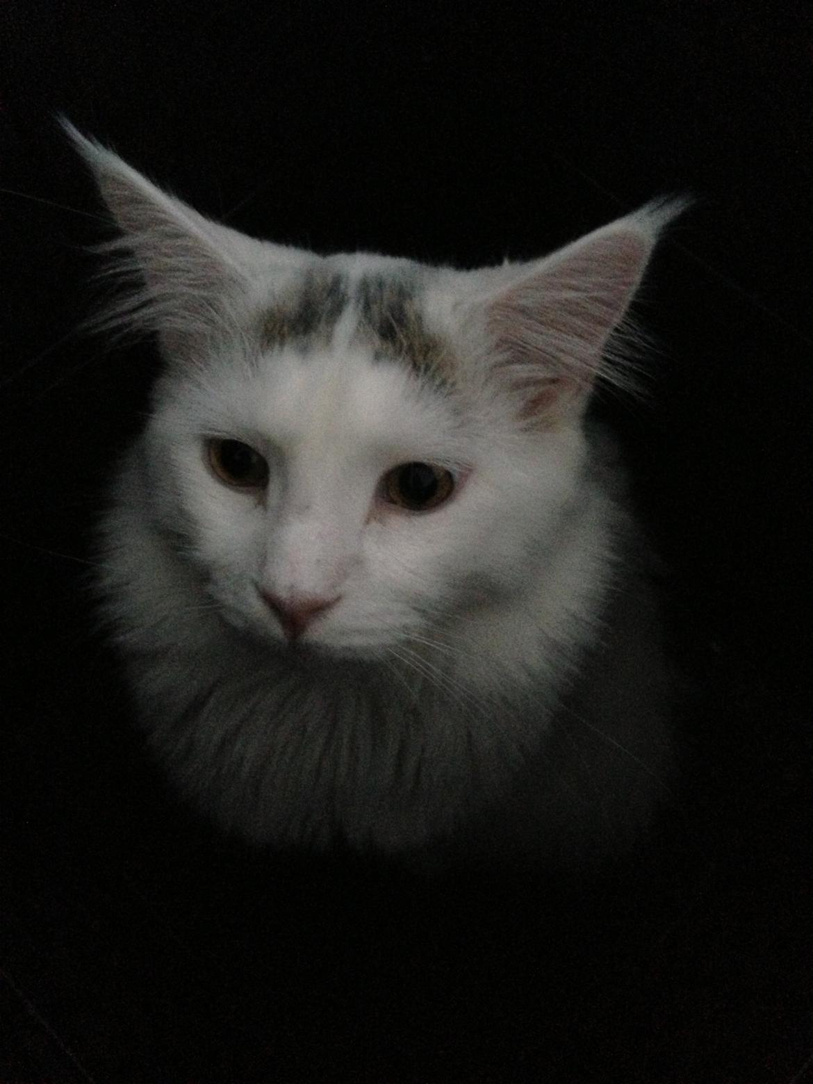 Maine Coon Lui billede 12