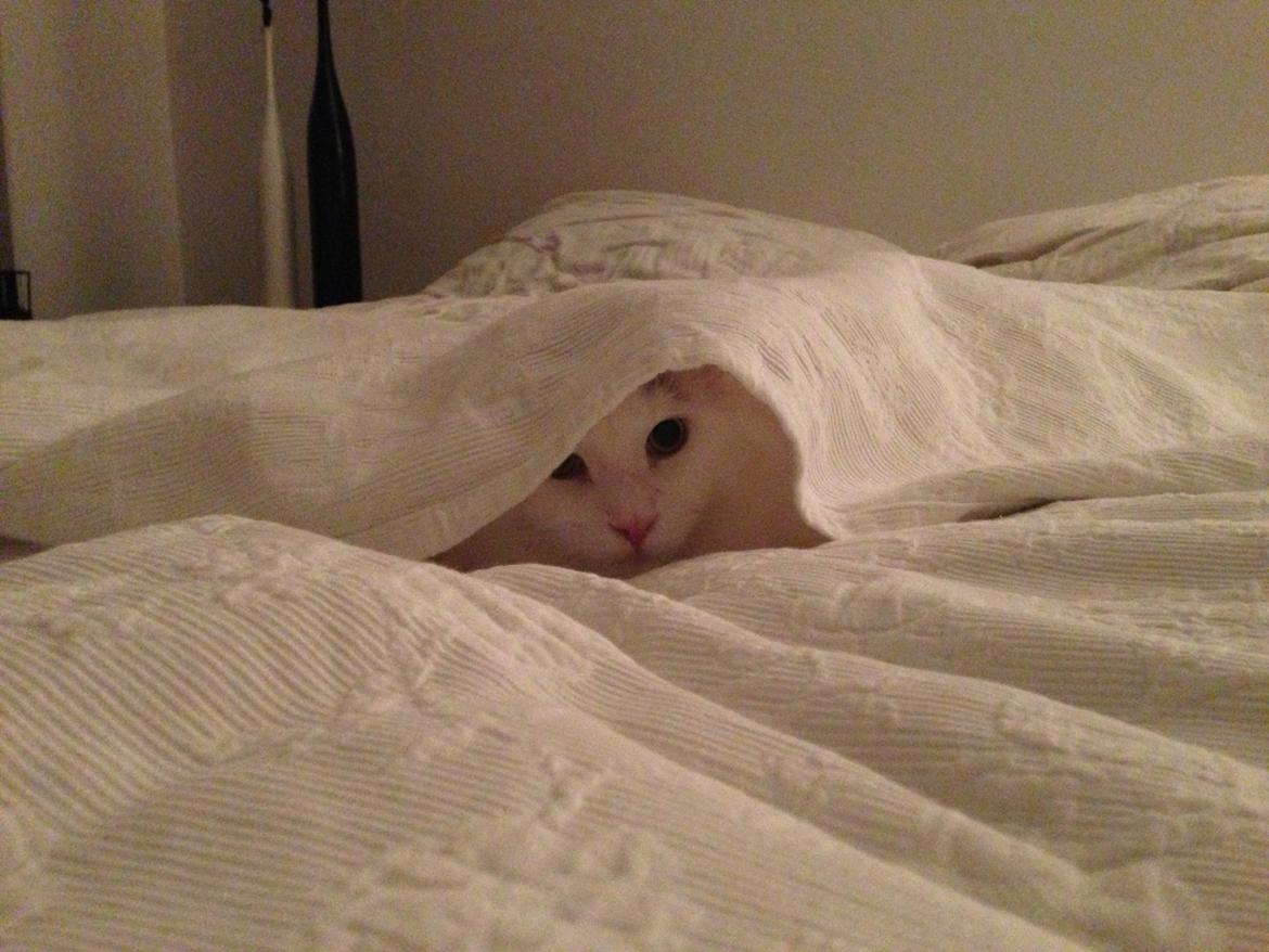 Maine Coon Lui billede 13