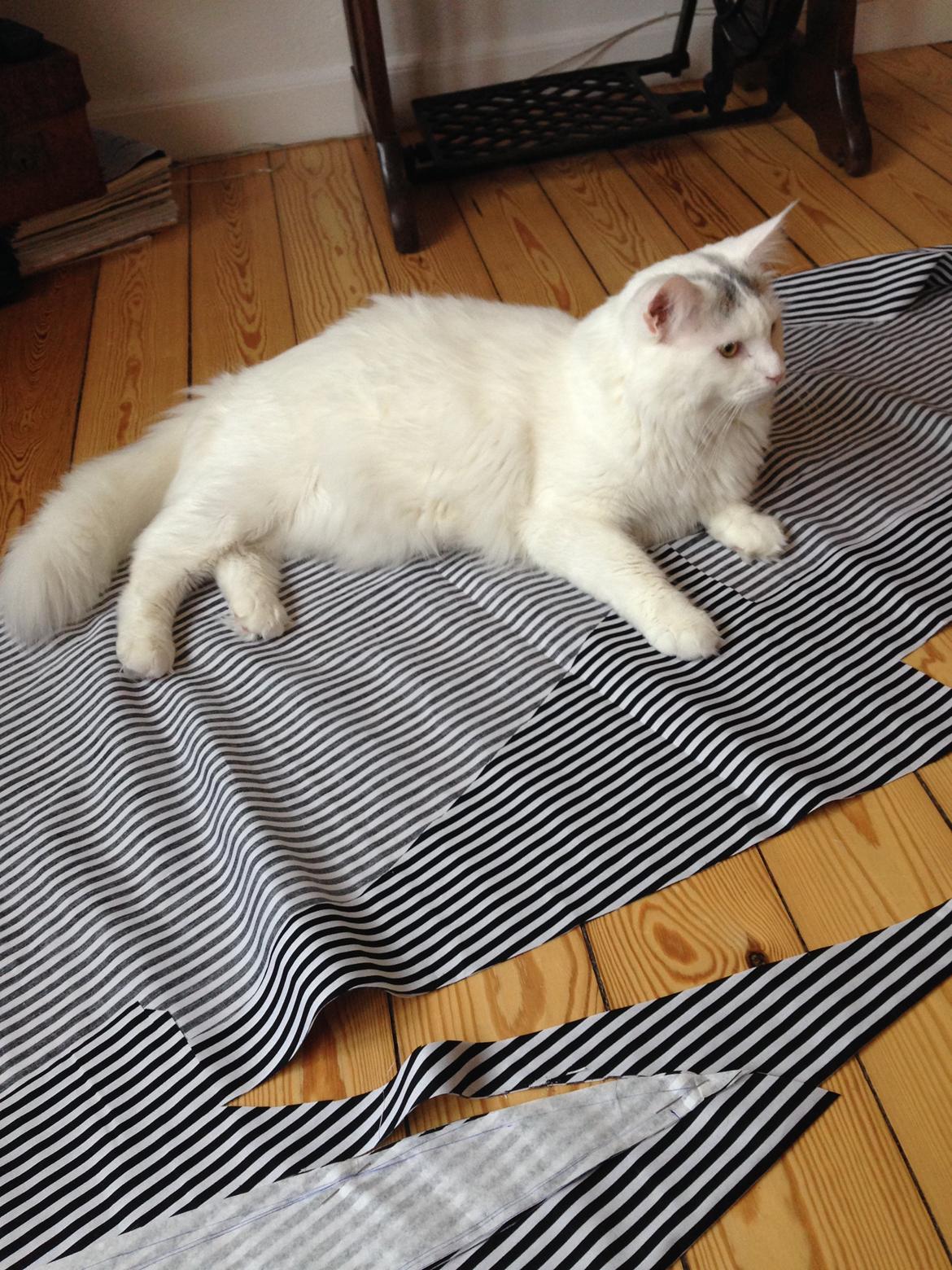 Maine Coon Lui billede 14