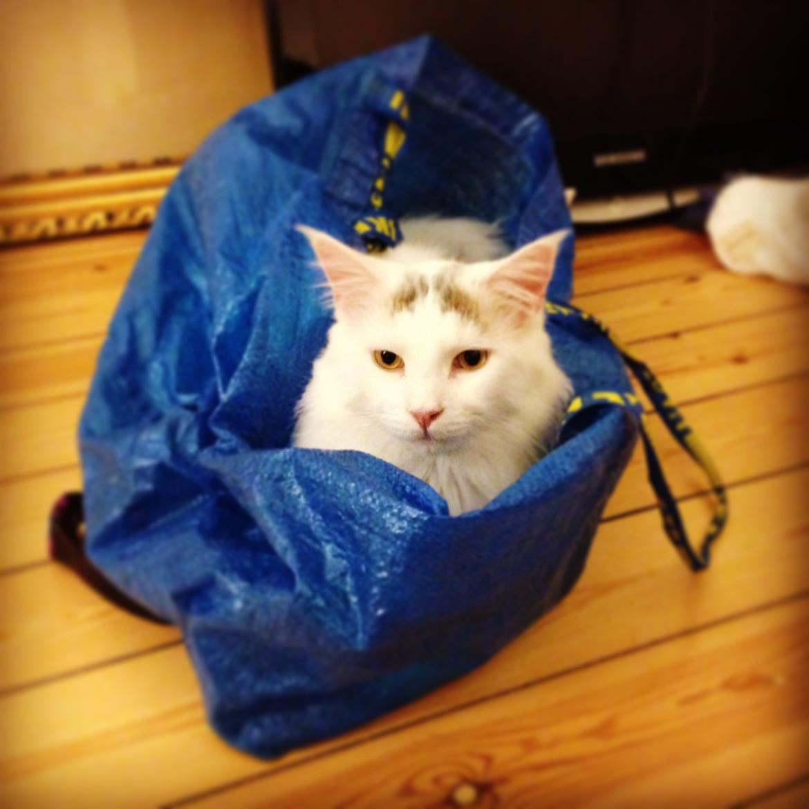 Maine Coon Lui billede 15