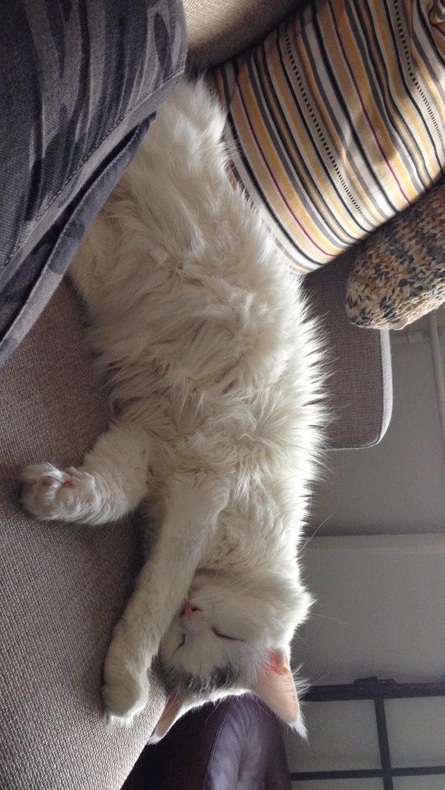 Maine Coon Lui billede 16