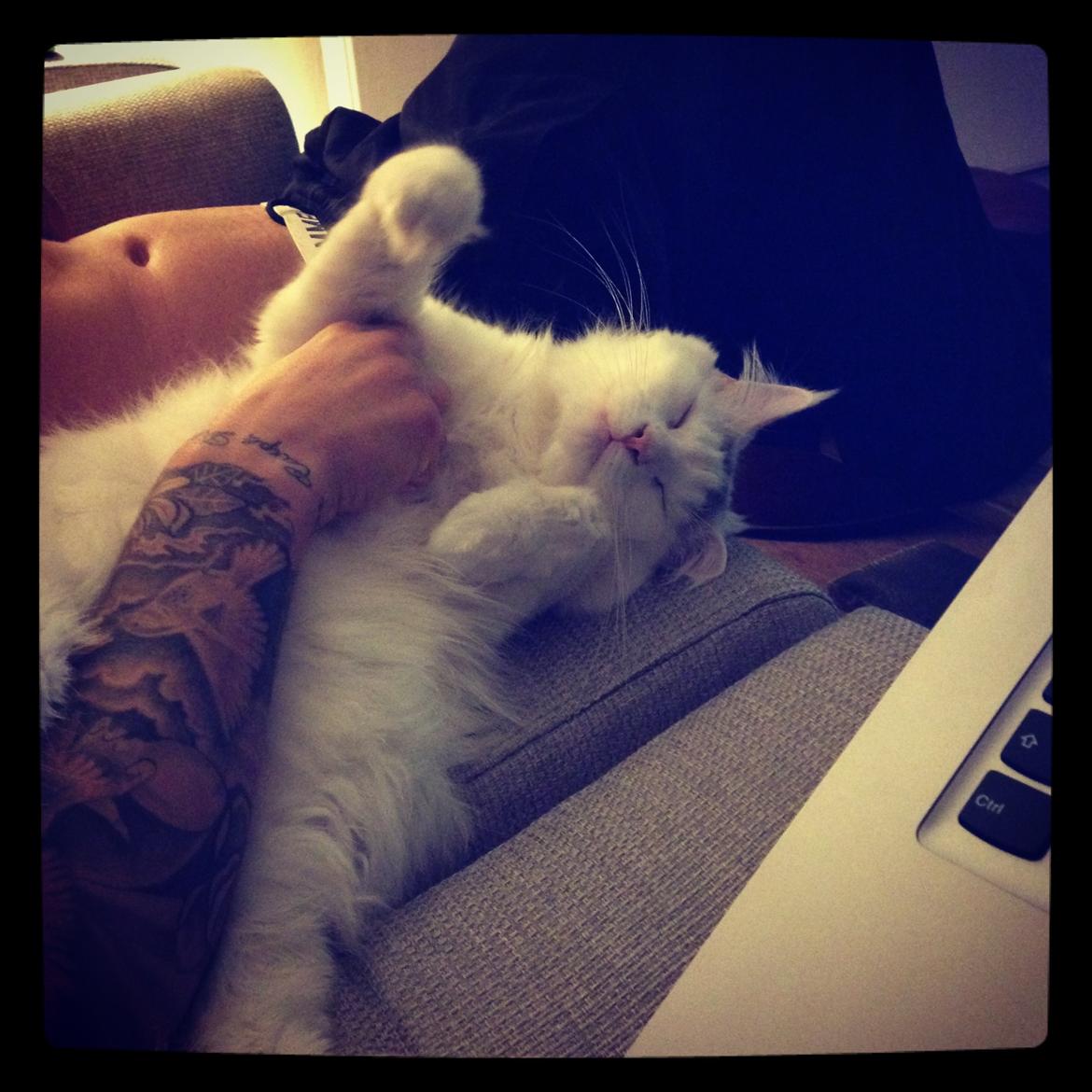 Maine Coon Lui billede 17