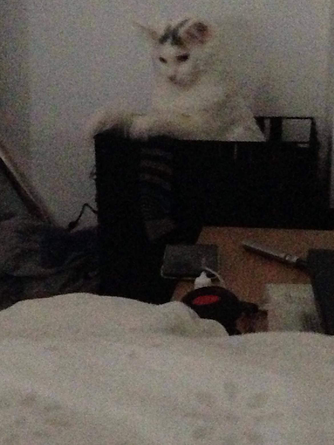 Maine Coon Lui billede 18