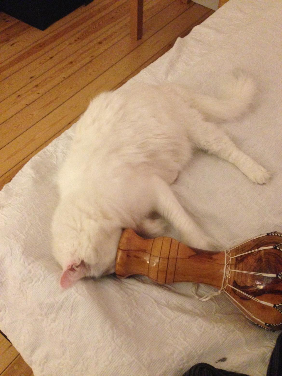 Maine Coon Lui billede 19