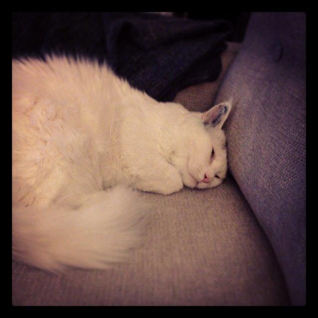 Maine Coon Lui billede 20