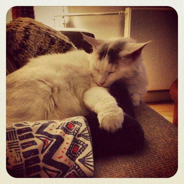 Maine Coon Lui billede 21