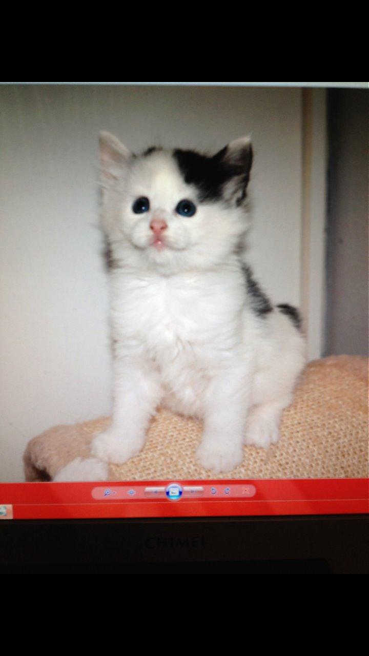 Norsk Skovkat DK. The Tuskani's Jojo billede 3