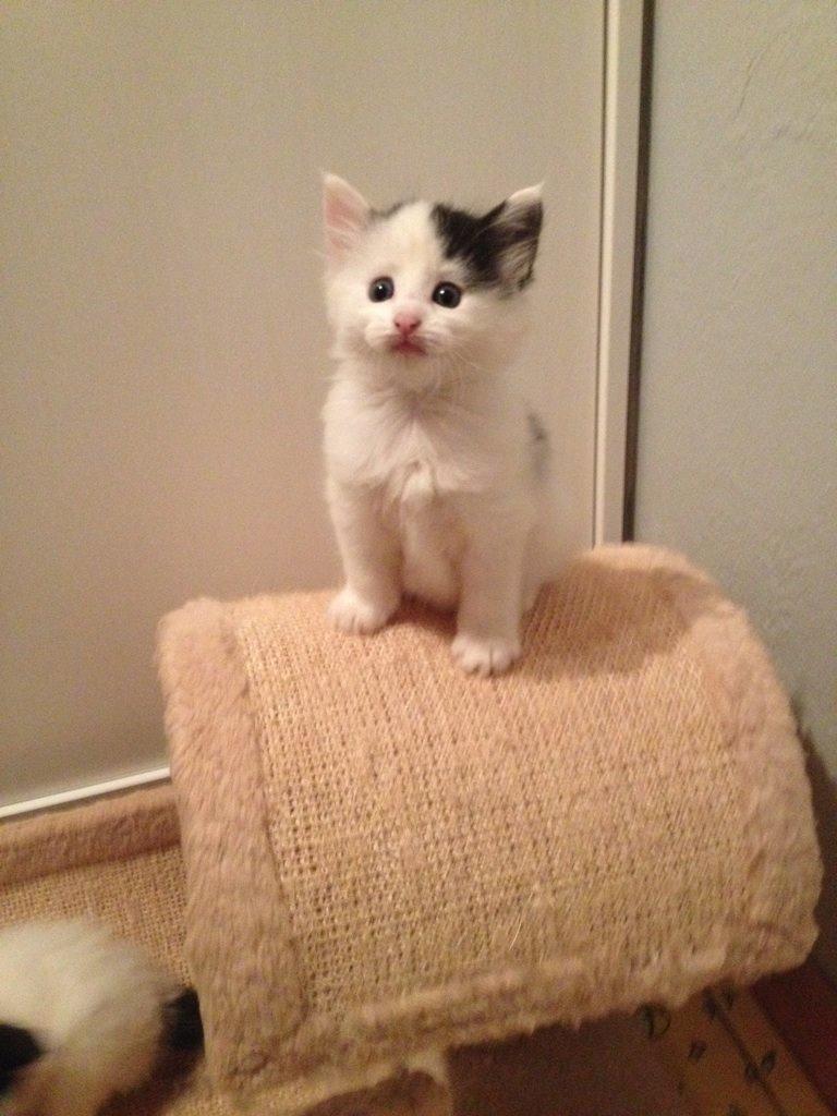 Norsk Skovkat DK. The Tuskani's Jojo billede 2