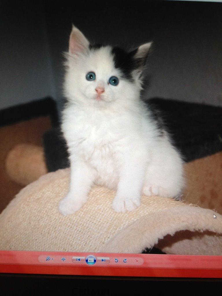 Norsk Skovkat DK. The Tuskani's Jojo billede 1