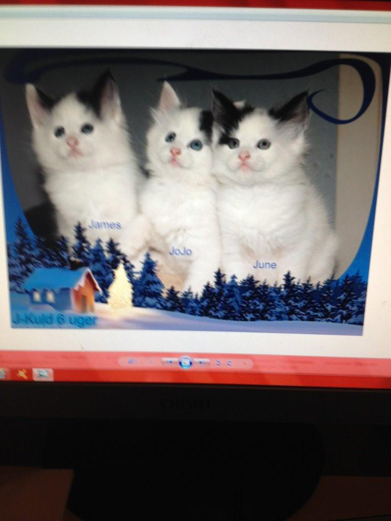 Norsk Skovkat DK. The Tuskani's Jojo billede 4