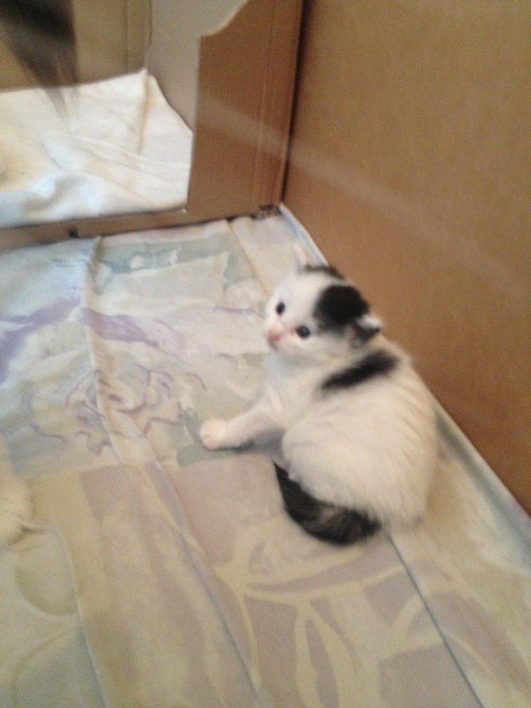 Norsk Skovkat DK. The Tuskani's Jojo billede 5