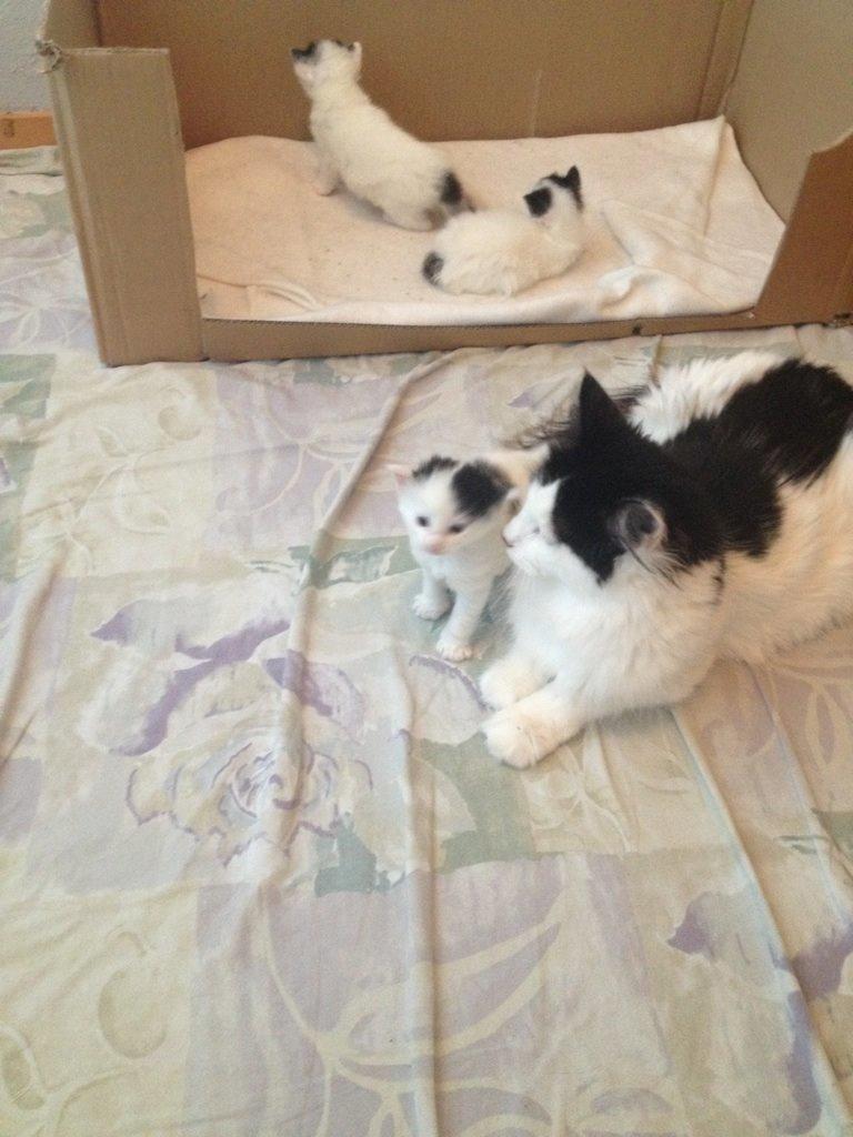 Norsk Skovkat DK. The Tuskani's Jojo billede 6