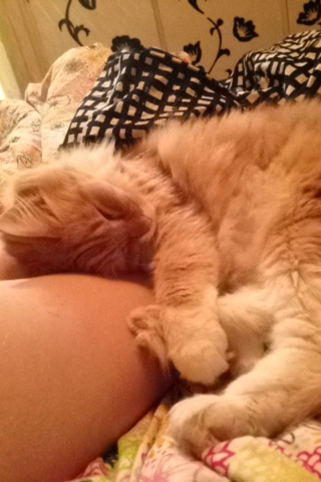 Blanding af racer Pjuske billede 32