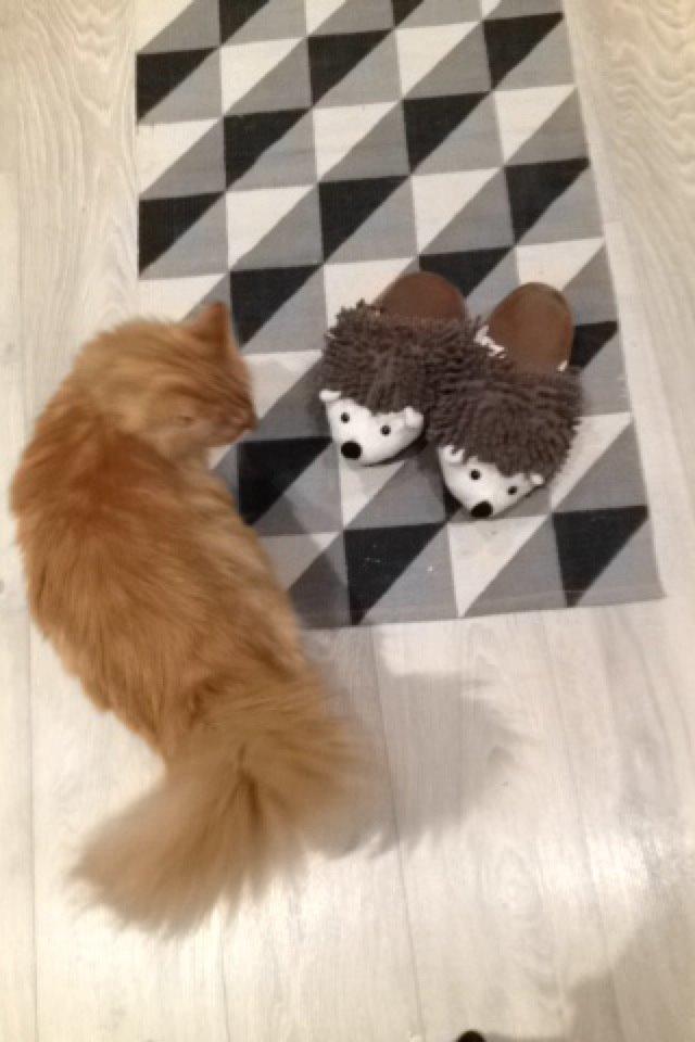 Blanding af racer Pjuske billede 35