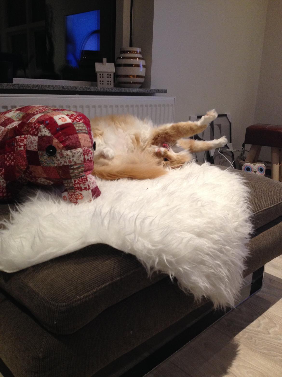 Blanding af racer Pjuske billede 36