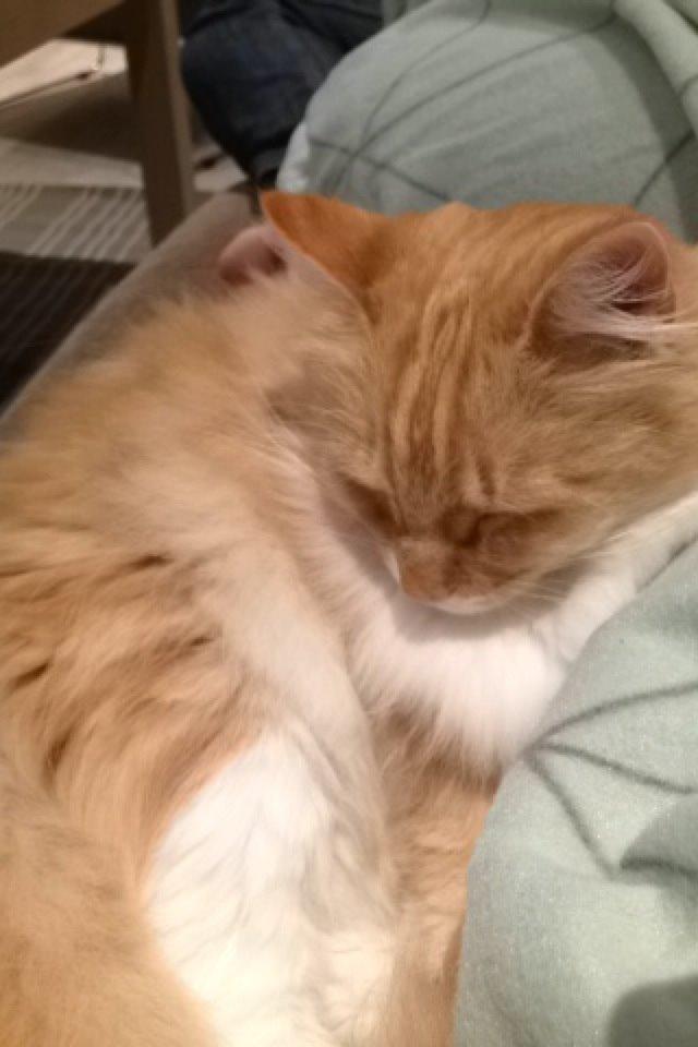 Blanding af racer Pjuske billede 34