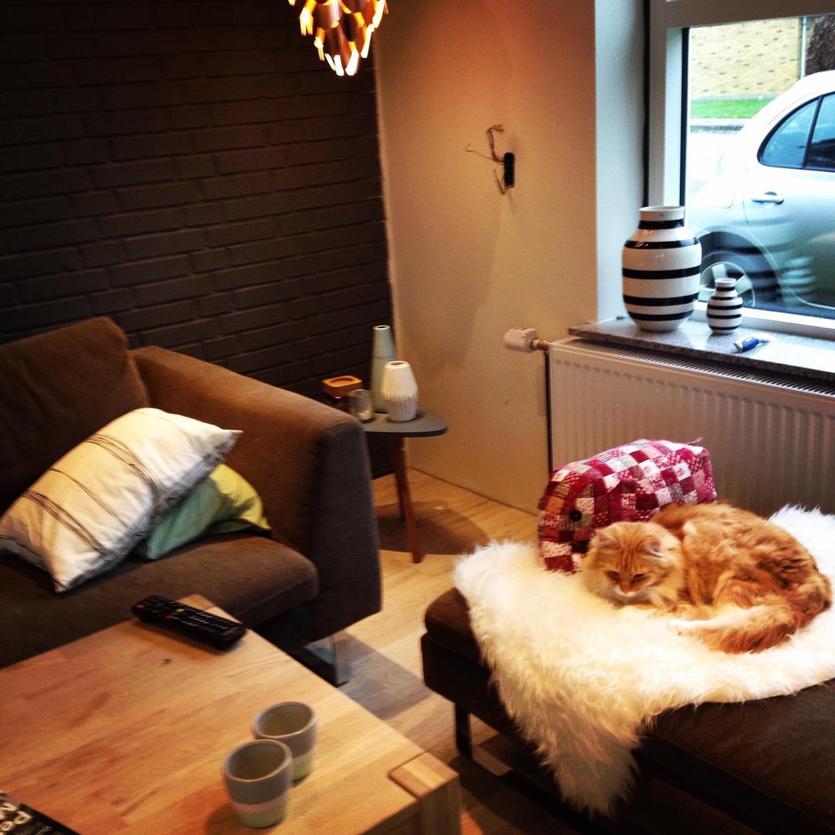 Blanding af racer Pjuske billede 38