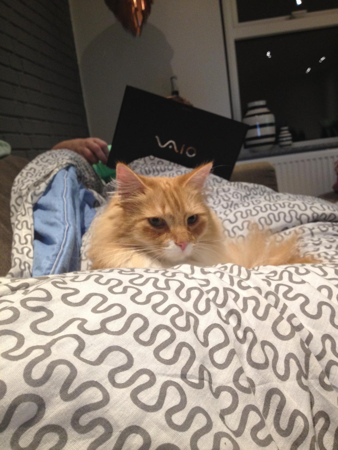 Blanding af racer Pjuske billede 37