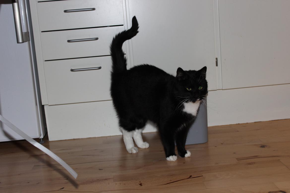 Huskat Olivar billede 1