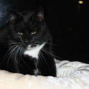 Huskat Olivar billede 3