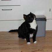 Huskat Olivar billede 4