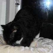 Huskat Olivar billede 5