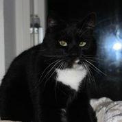 Huskat Olivar billede 6