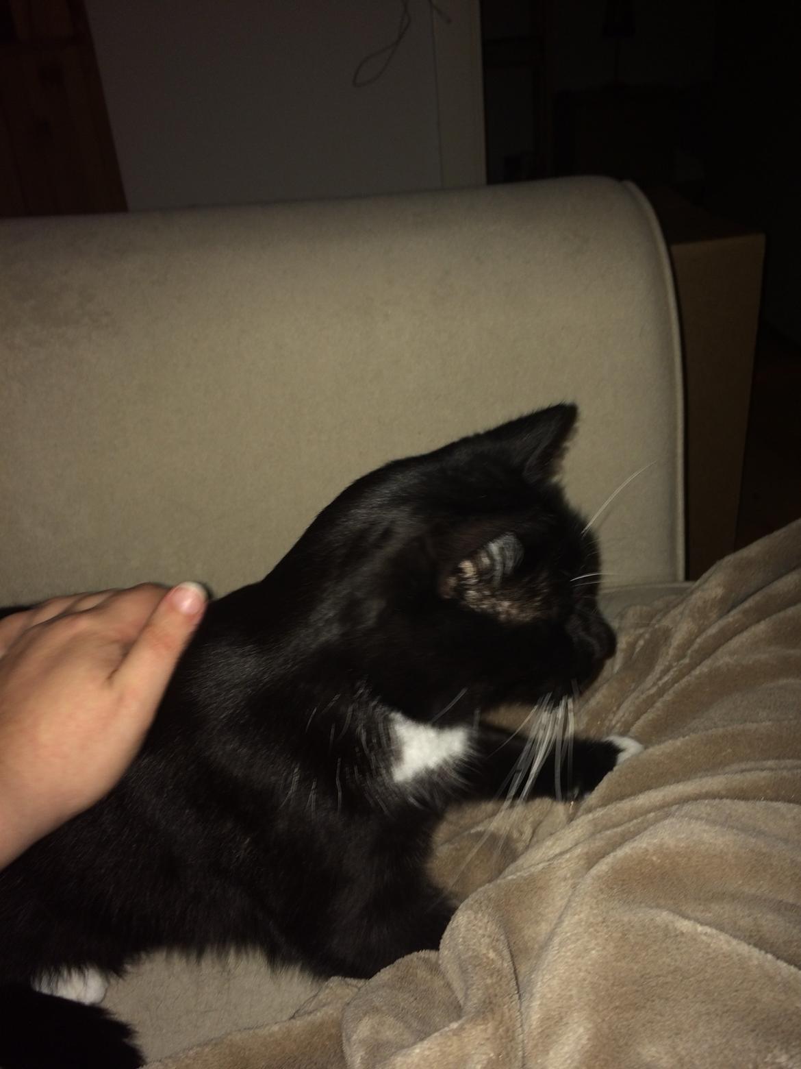 Huskat Olivar billede 7