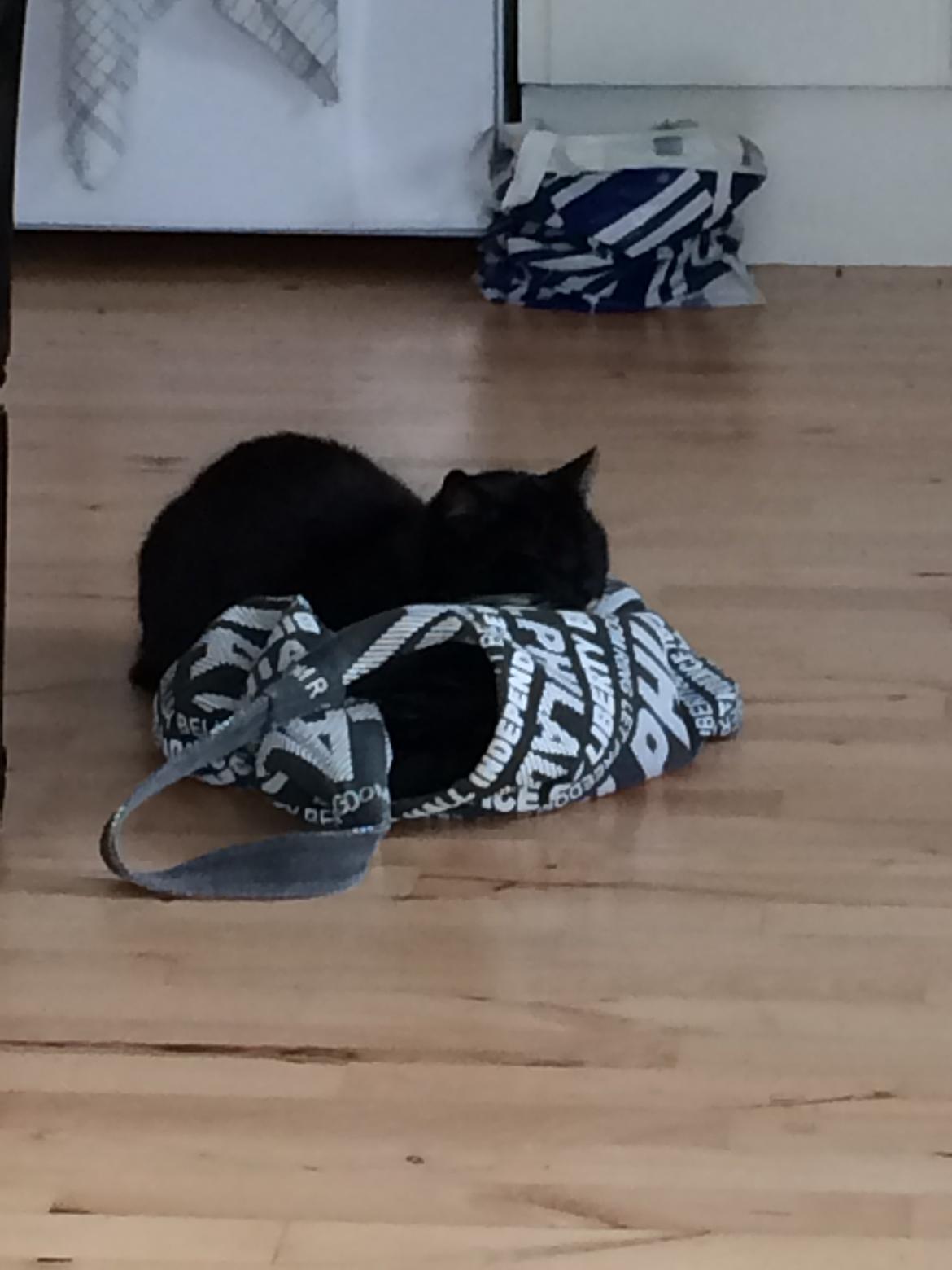 Huskat Olivar billede 8