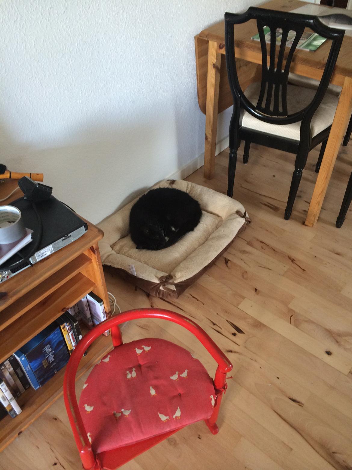 Huskat Olivar billede 9