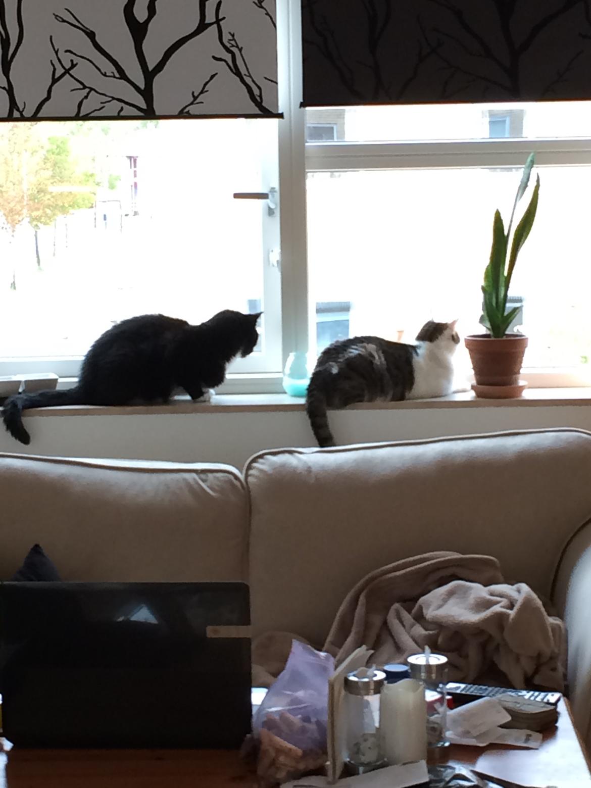 Huskat Olivar billede 11