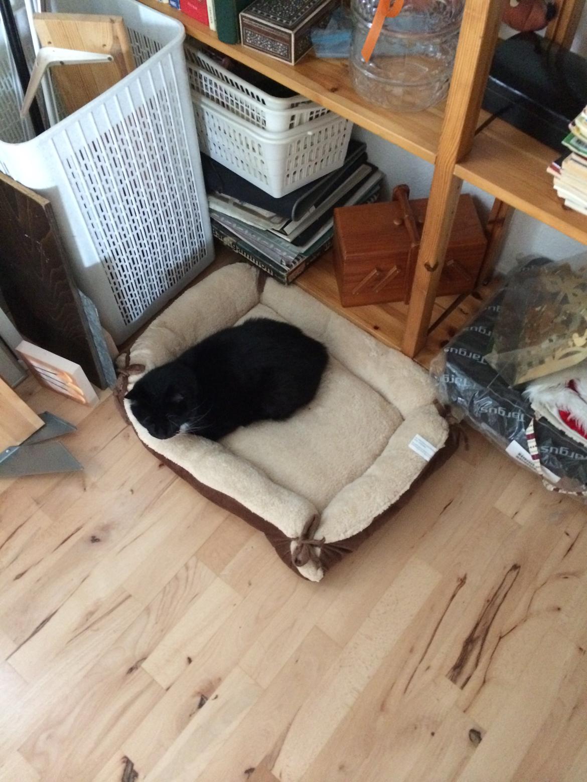 Huskat Olivar billede 12