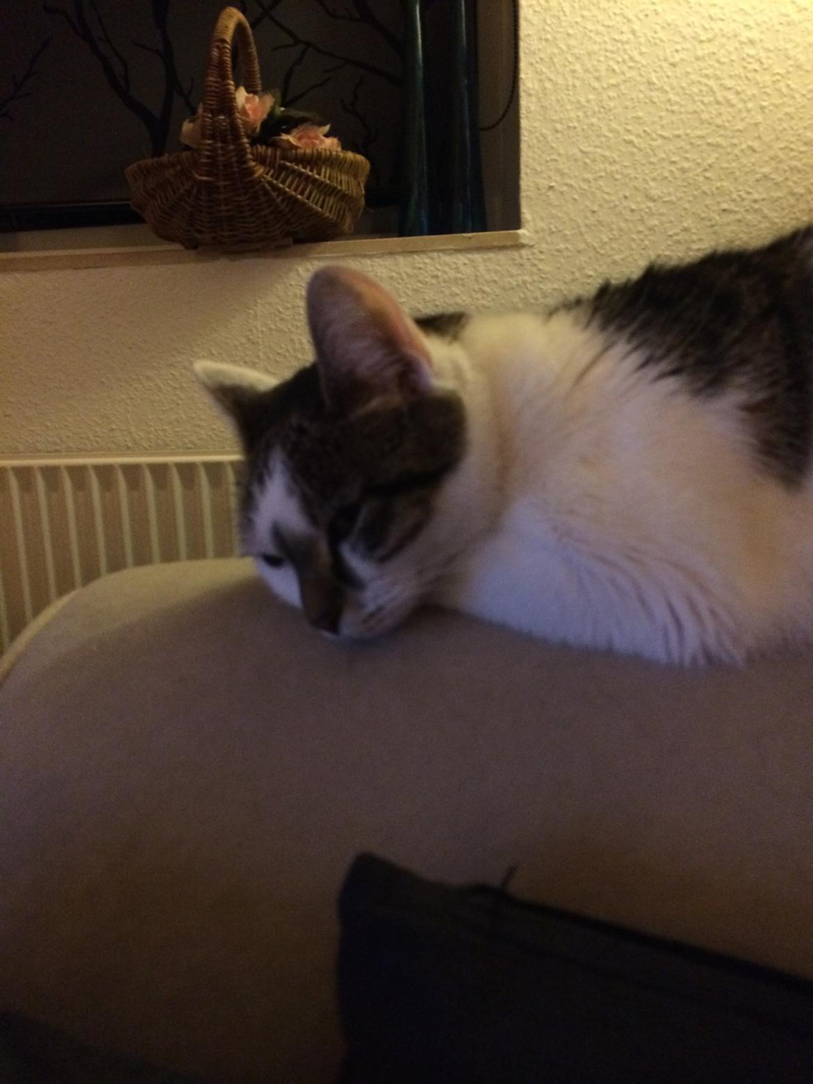 Huskat Ludvig billede 1