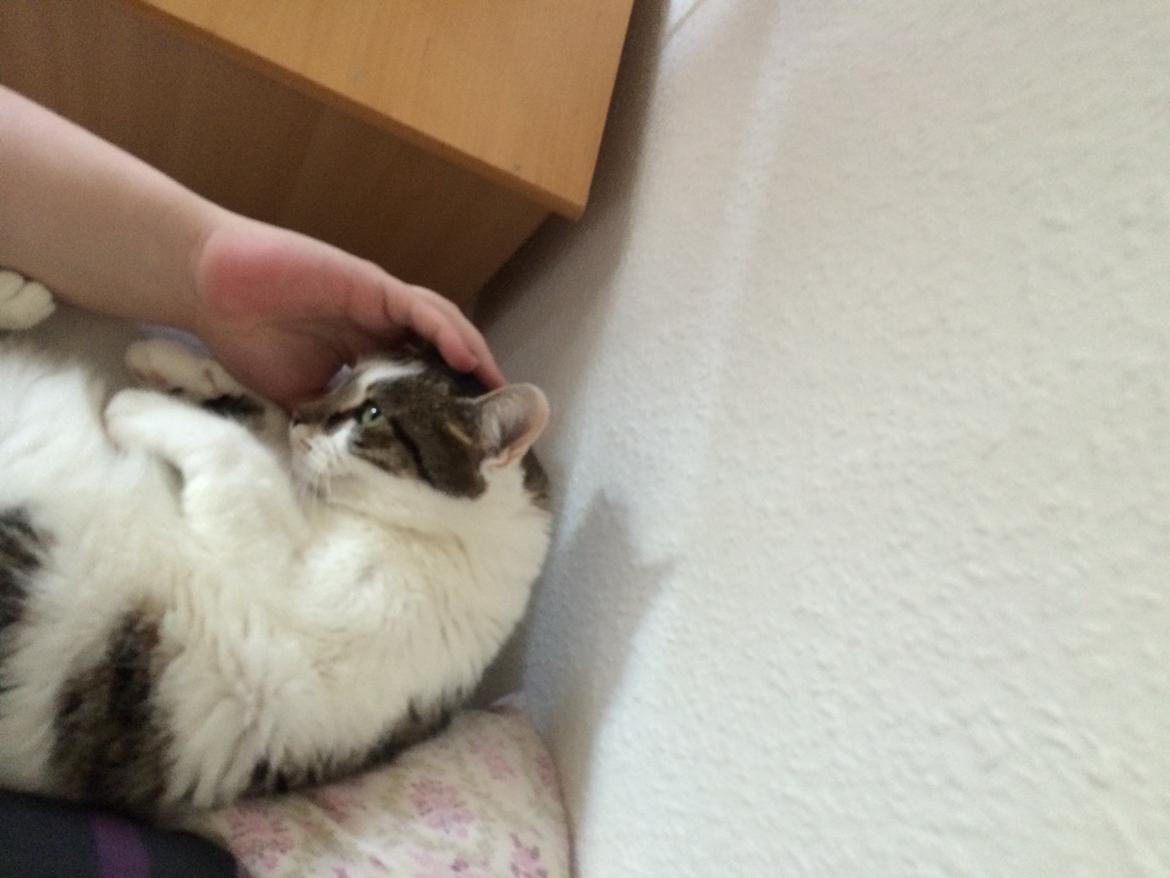 Huskat Ludvig billede 3